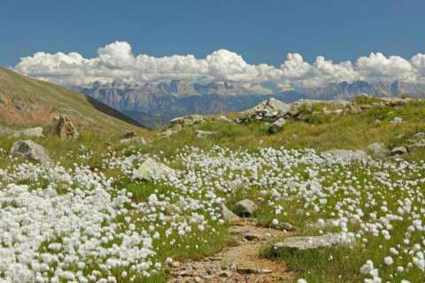 Cottongrass - vista sulle Dolomiti