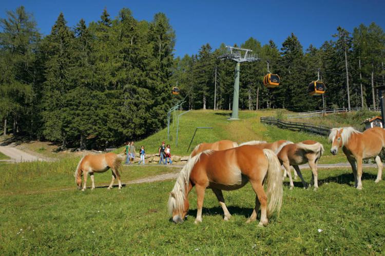 Merano 2000, Falzeben